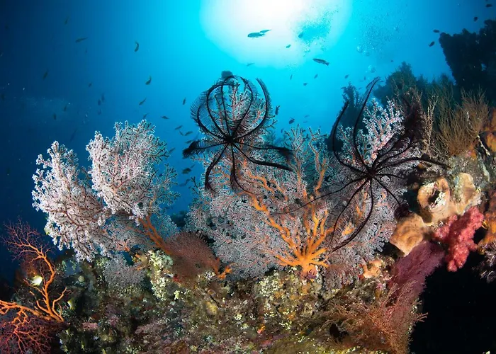 Bali Dive Resort Amed