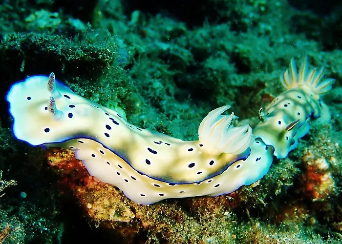 Bluehill Dive Resort Tulamben